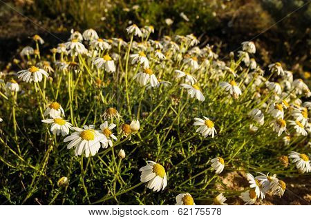 Camomilla Daisy Flowers