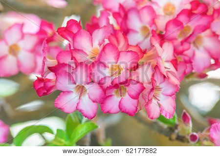 Beautiful Azalea Flowers, Group Of Azalea Flowers.