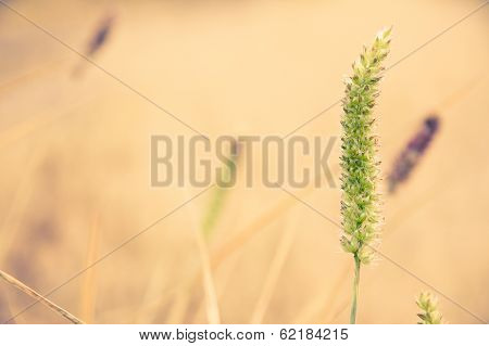 reed with sunrise light