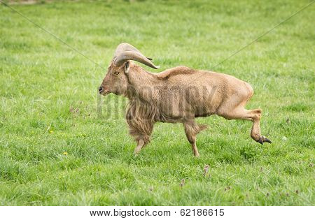 Barbary Sheep