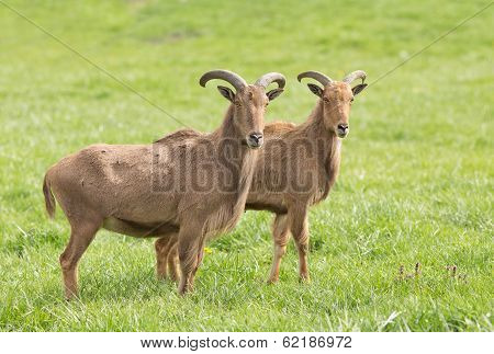 Barbary Sheep