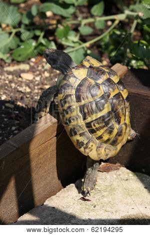Hermans Tortoise