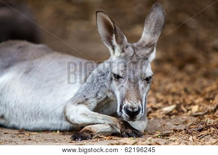 Resting Kangaroo