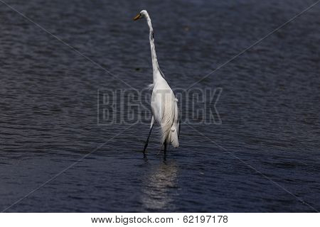 White Heron In Beach Water