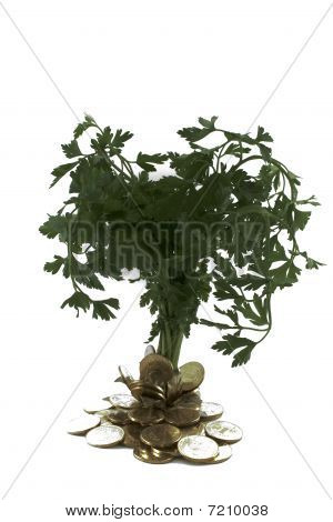 Albero verde