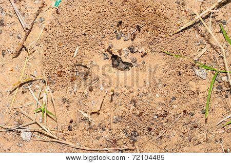 Workers Unload Food Into The Nest ,ant Nest.