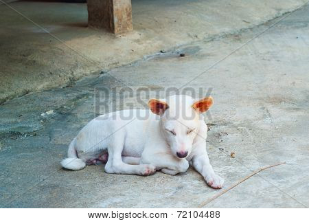 White Thai Dog Two Year Old Nodding In Parking.