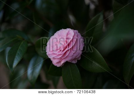Pink Camellia sasanqua flower with green leaves