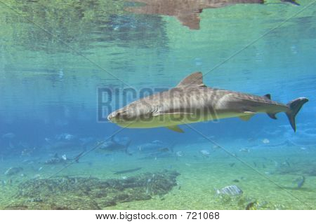Tigershark