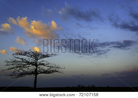 Fiery Tree Sunrise