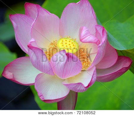 Lotus flower