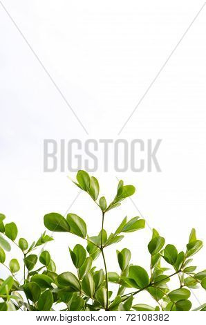 Green Leaf Isolated On White Background