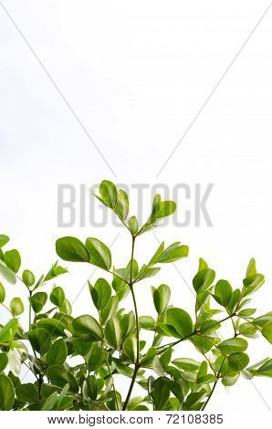 Green Leaf Isolated On White Background