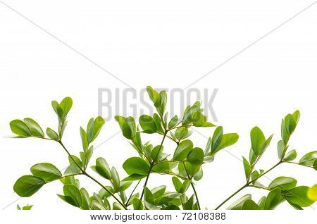 Green Leaf Isolated On White Background