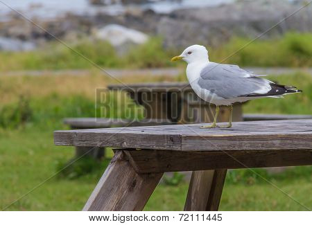 Common Gull