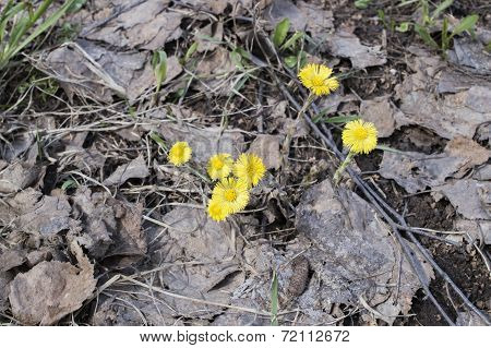 Foalfoot, Coltsfoot, Sow-foot (tussilago Farfara)