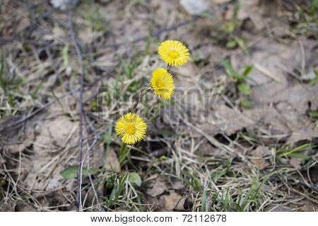Foalfoot, Coltsfoot, Sow-foot (tussilago Farfara)