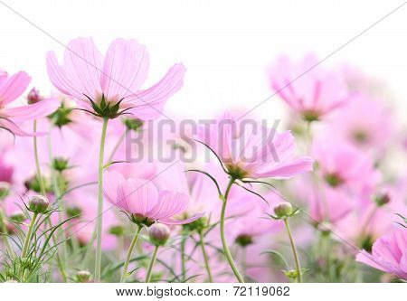 Pink Cosmos Flowers