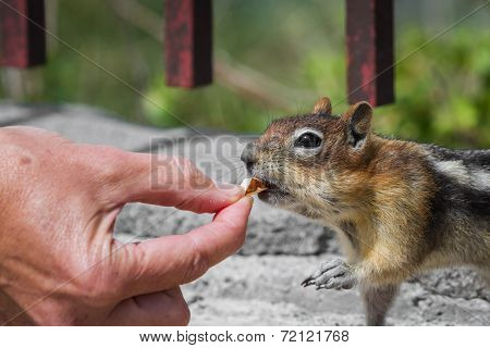 Feeding The Wildlife