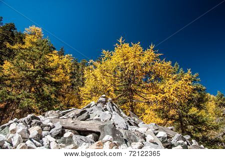Colorful Autumn