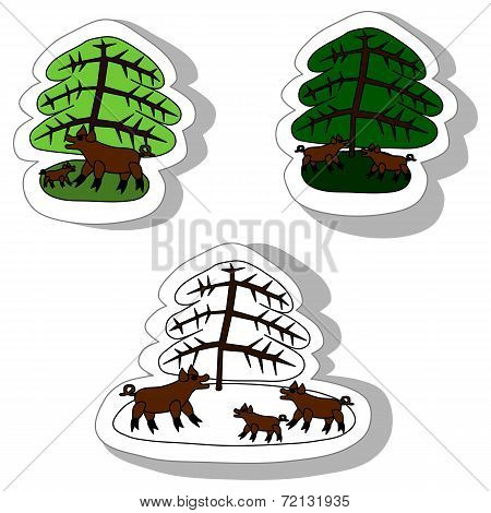 Wild boars under spruce