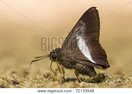 Small Brown Butterfly.