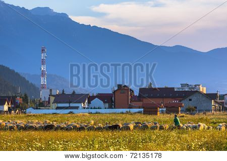 Shepherd With Grazing Sheep