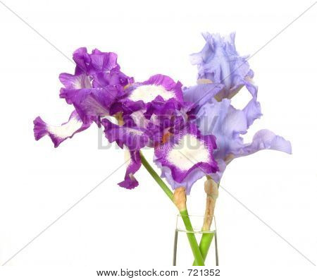 Iris 2