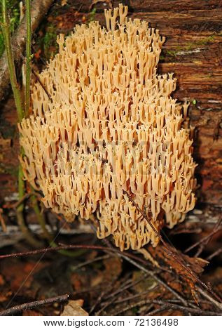 Mushroom Ramaria Flava In The Forest