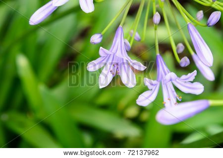 Agapanthus Flowers.