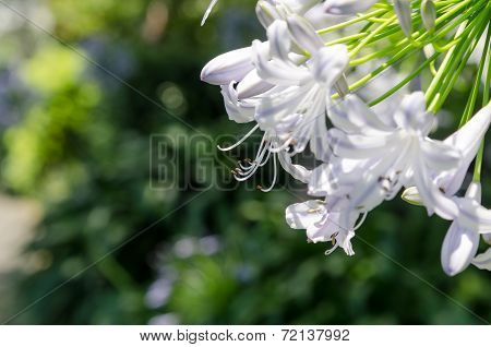 Agapanthus Flowers.