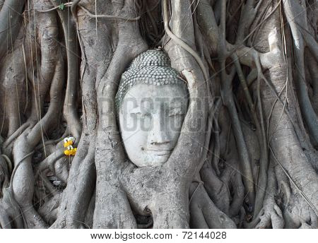 Stone Budda Head Traped In The Tree Roots At Wat Mahatha