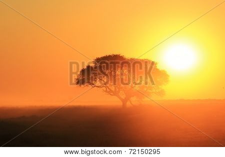 Sunset Gold - African Beauty of Color and Peace