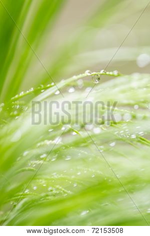 Water Drops On Pine Needles