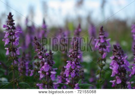 The field of purple flowers