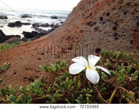 Flower on the edge of a cliff