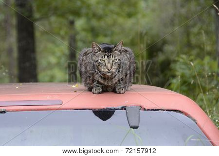 Cat Resting on a Truck Top in Missouri