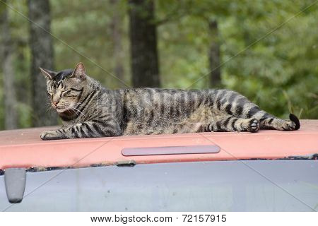 Cat Resting on a Truck Top in Missouri