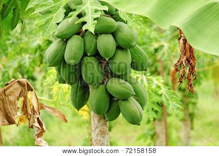 Papaya Tree