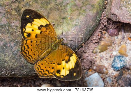 Rustic Butterfly