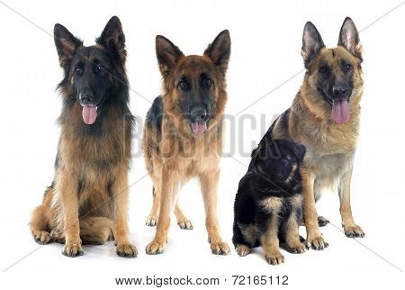 Four German Shepherds