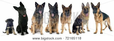Four German Shepherds