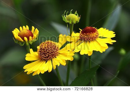 Yellow Helenium flowers