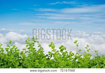 Green Leaves Against The Sky