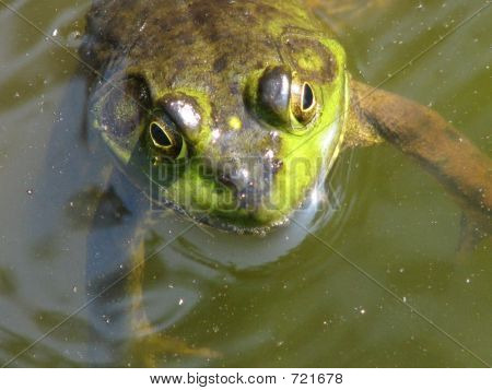 sapo