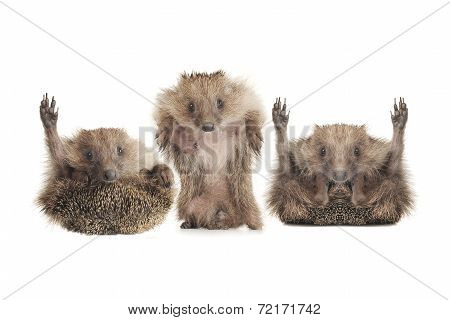 Standing Hedgehog