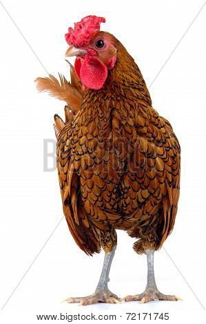 Cock