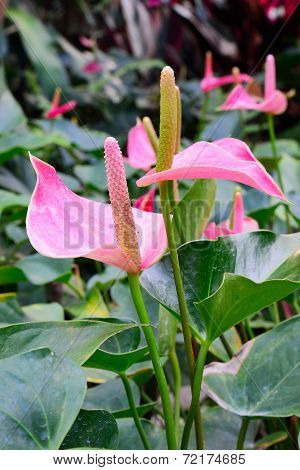 Spadix Flower In Rain Forest