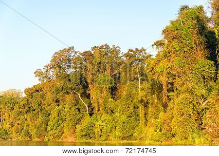 Jungle Sunset Colors
