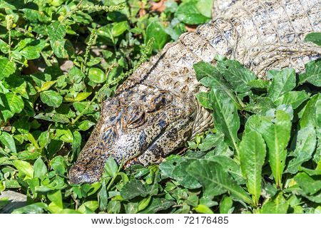 Young Caiman In Bolivia